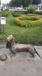 Памятник собаке в Костроме